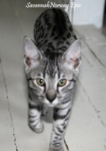 SavannahNorway Epic silver savannah cat. Photo: Camilla Hesby Johnsen